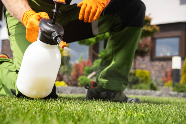 Wasp Removal Services in North Aurora, IL