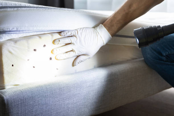 Best Flea Control Services  in North Aurora, IL