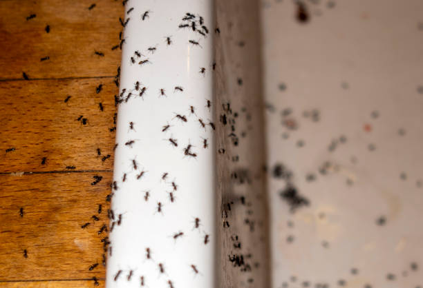 Best Pest Prevention Services  in North Aurora, IL