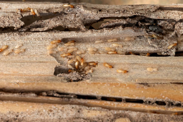 Flea Control Services in North Aurora, IL